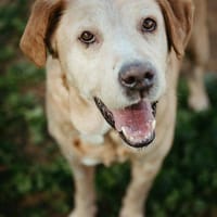 Nahuel, perro en adopción