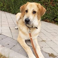Tuca, perra en adopción