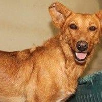 Sally, perra en adopción
