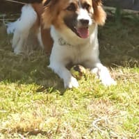 Eki, perro en adopción