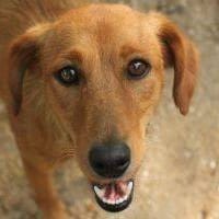 Luna, perra en adopción