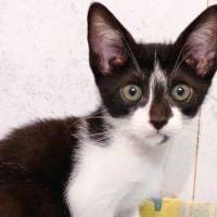 Manchitas, {género}