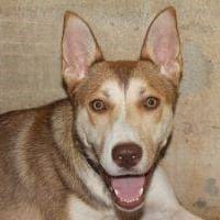 Maya, perra en adopción