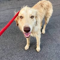 Lana, perra en adopción