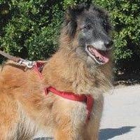 Sara, perra en adopción