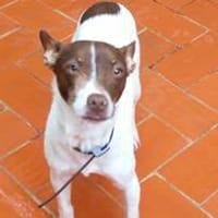 Andy, perro en adopción