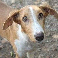 Martín, perro en adopción