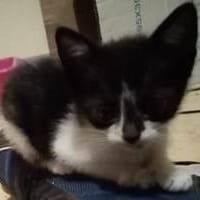 Manchitas, {género}