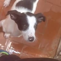Jany, perra en adopción