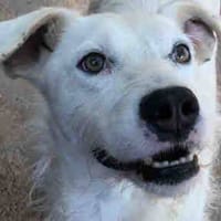 Crush, perro en adopción