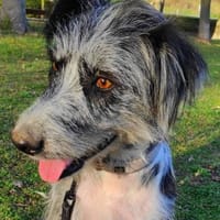 Silvina, perra en adopción