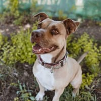 Angy, perra en adopción