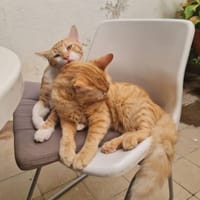 Sam y leo, {género}