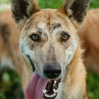 Linda, perra en adopción