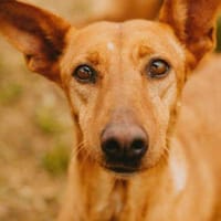 Lotta, perra en adopción