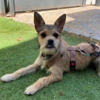 Mika, perra en adopción