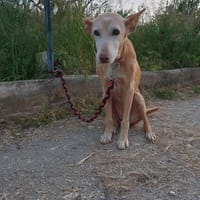 Ruby, perra en adopción
