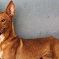 Maja, perra en adopción