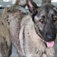 Menina, perra en adopción