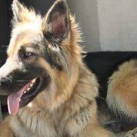 Askan, perro en adopción