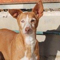 Etna, perra en adopción