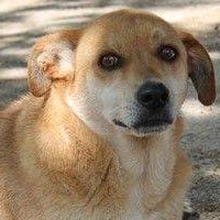 Xusco, perro en adopción