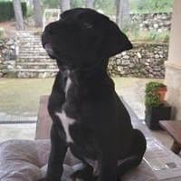 Vittorio, perro en adopción