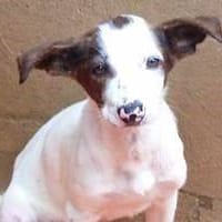 Jely, perra en adopción
