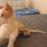 Bongo, perro en adopción