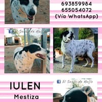 Iulen, perra en adopción