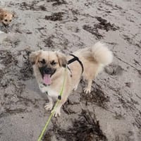 Alma 😍  Auf der Suche nach ihrer Für-I, Hündin zur Adoption