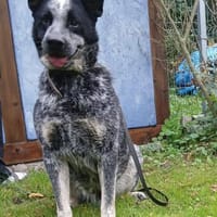 Treuer Karat sucht ein Zuhause, Hund zur Adoption