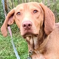 Pim, Hund zur Adoption