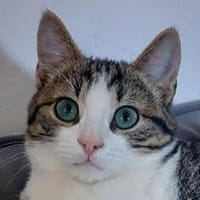 SONY-zuckersüße, verspielte Jung-Katze, Katze zur Adoption