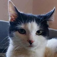 CHER-süße, verspielte Jung-Katze, Katze zur Adoption