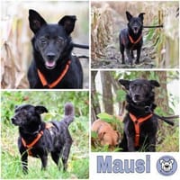 MAUSI -braucht Menschen mit einem Plan-, Hündin zur Adoption
