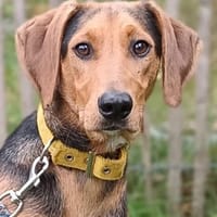 Olaf  ein echter Schatz, Hund zur Adoption