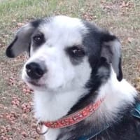 Jule sucht dringend ein Zuhause, Hündin zur Adoption