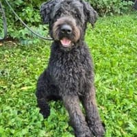 Beppo, Hund zur Adoption