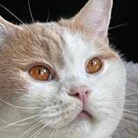 TEDDY -in 50969 Köln sucht neues Zuhause, Kater zur Adoption