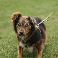 Nick kleiner Entdecker mit großem Herz.., Hund zur Adoption