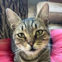 TIMON-sehr lieber, verspielter Kater, Kater zur Adoption