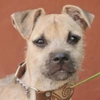 CINDY, Hündin zur Adoption