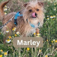 MARLEY, m., kastr., Yorkshire, ca. 5 kg, Hund zur Adoption