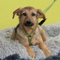Jandrino möchte sein Herz verschenken..., Hund zur Adoption
