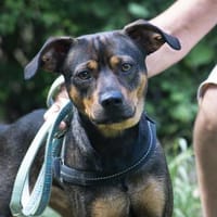 Fido sucht konsequentes Zuhause, Hund zur Adoption