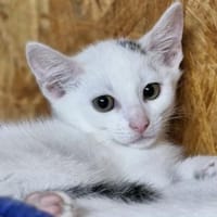 Katzenkind Lotti, Katze zur Adoption