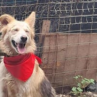 Ronja suche Menschen mit Herz, Hündin zur Adoption