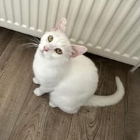 Ally sucht ihre Kuschelmenschen, Katze zur Adoption