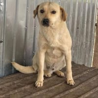 Rintintin su. Einzelplatz, Hund zur Adoption